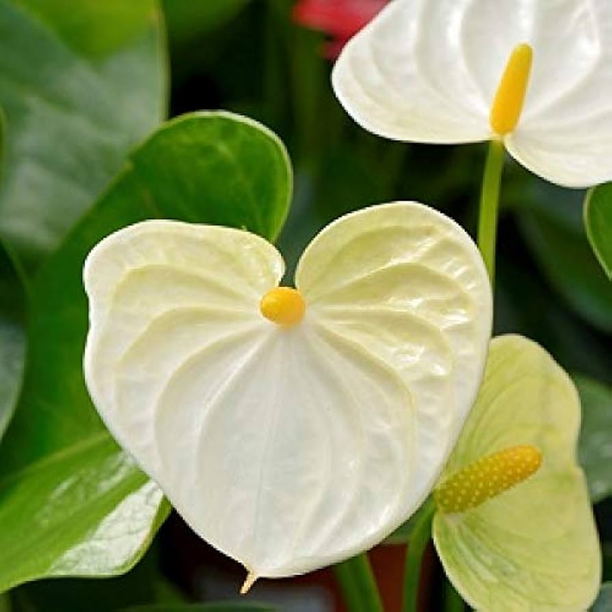 Tropical anthurium pflanzen for home and garten