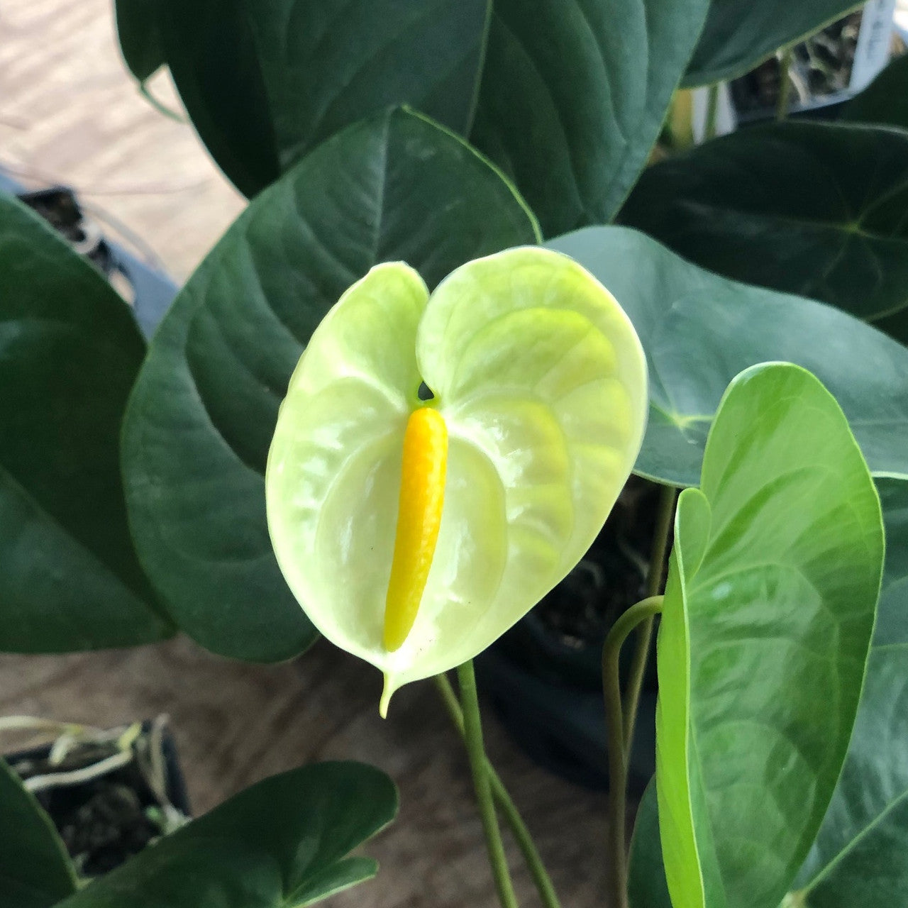 Tropical anthurium pflanze with glossy grün blumen