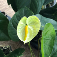 Tropical anthurium pflanze with glossy grün blumen