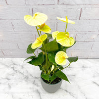 Tropical anthurium linden wachsend in töpfen