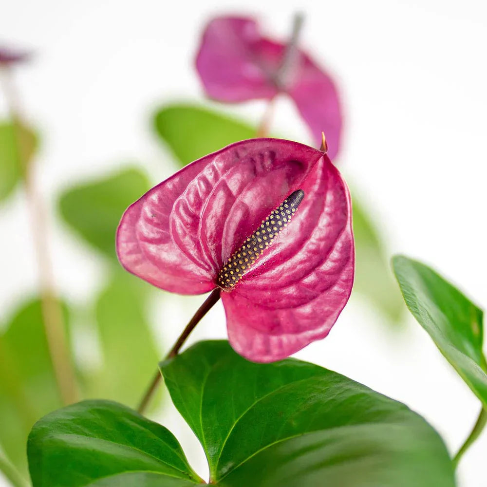 Tropical anthurium samen for home gardening