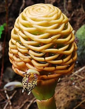 Tropical beehive ginger samen for anpflanzung