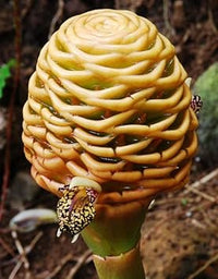 Tropical beehive ginger samen for anpflanzung