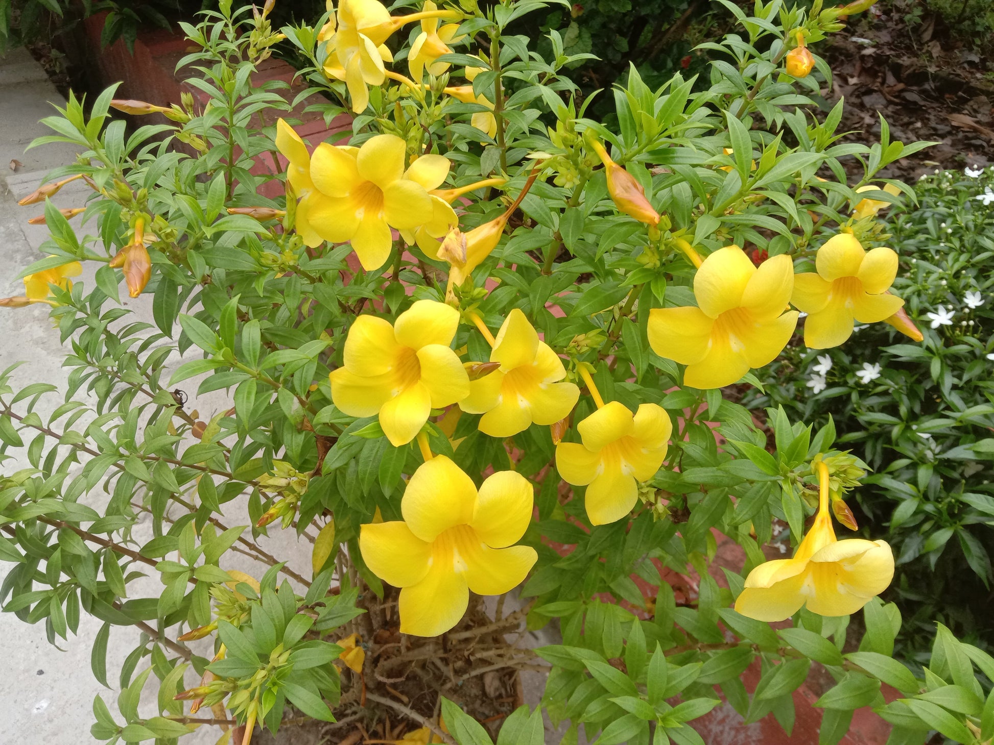 Tropical blooming allamanda blumen