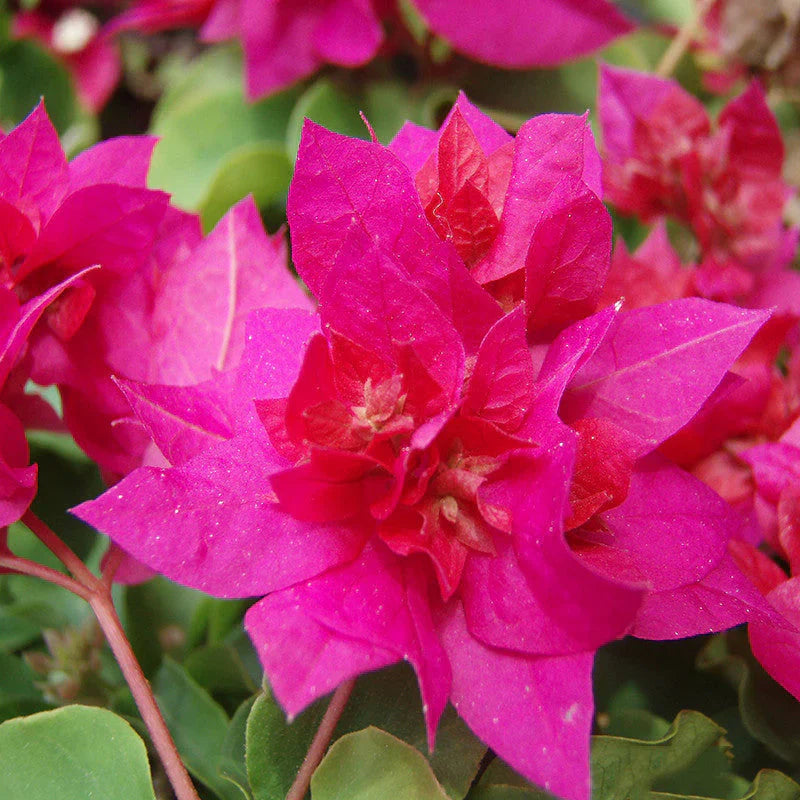 Tropical dark rosa bougainvillea in full bloom