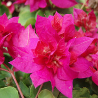 Tropical dark rosa bougainvillea in full bloom