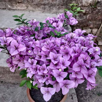 Tropical bougainvillea garten samen for colorful landscaping