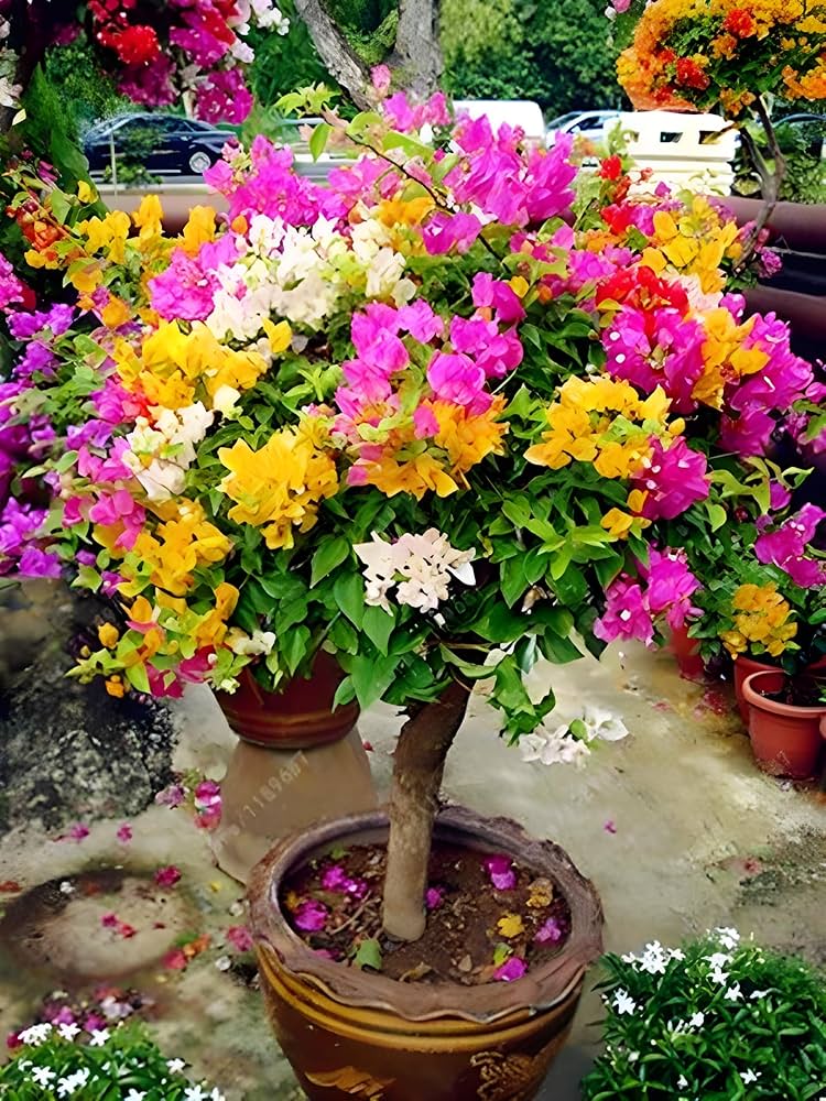 Tropical bougainvillea blumen for outdoor garten