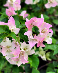 Tropical light rosa bougainvillea pflanze display