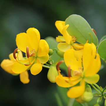 Tropical didymobotrya pflanze wachsend guide