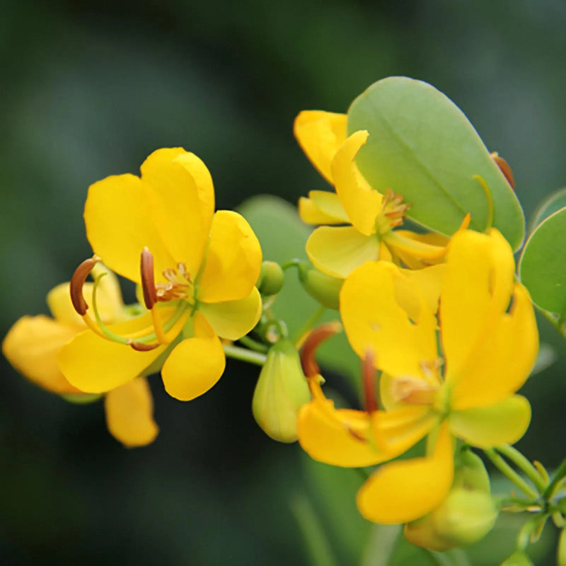 Tropical didymobotrya pflanze wachsend guide