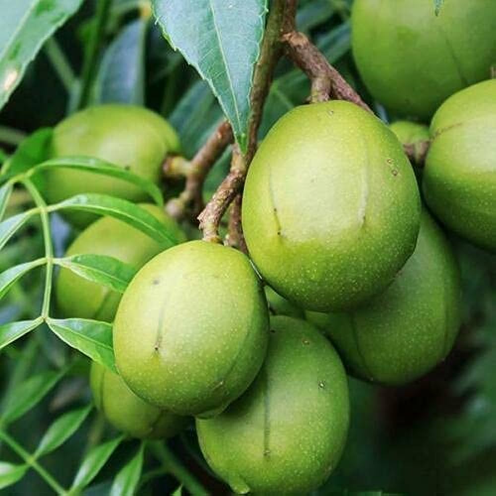 Tropical fruit Garten with Spondias trees