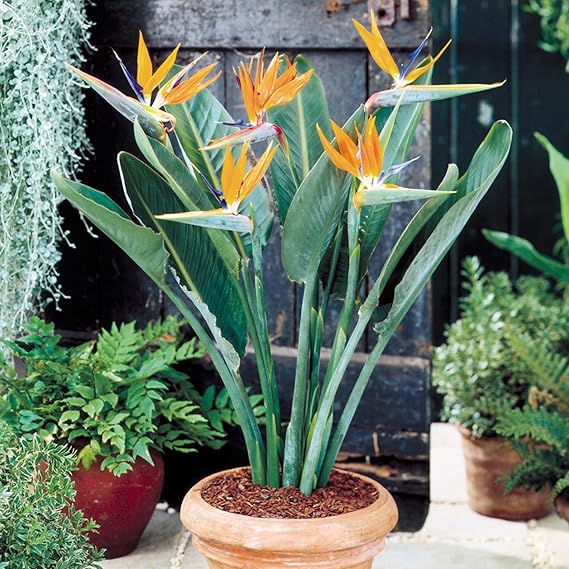 Bird of paradise blumen in tropical garten