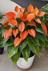 Dark orange anthurium in tropical garten