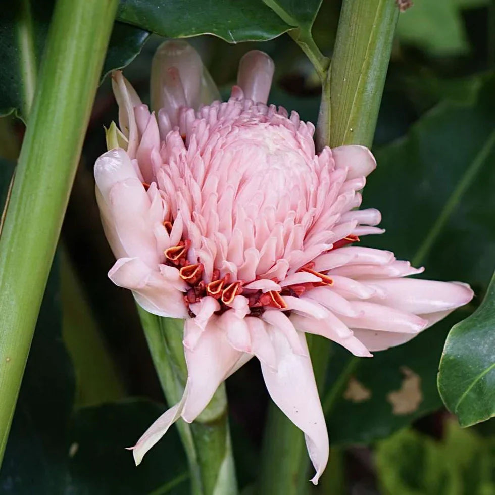 Rosa torch ginger in tropical garten