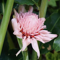 Rosa torch ginger in tropical garten