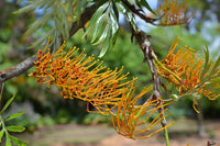 Tropical grevillea robusta pflanze in landscape