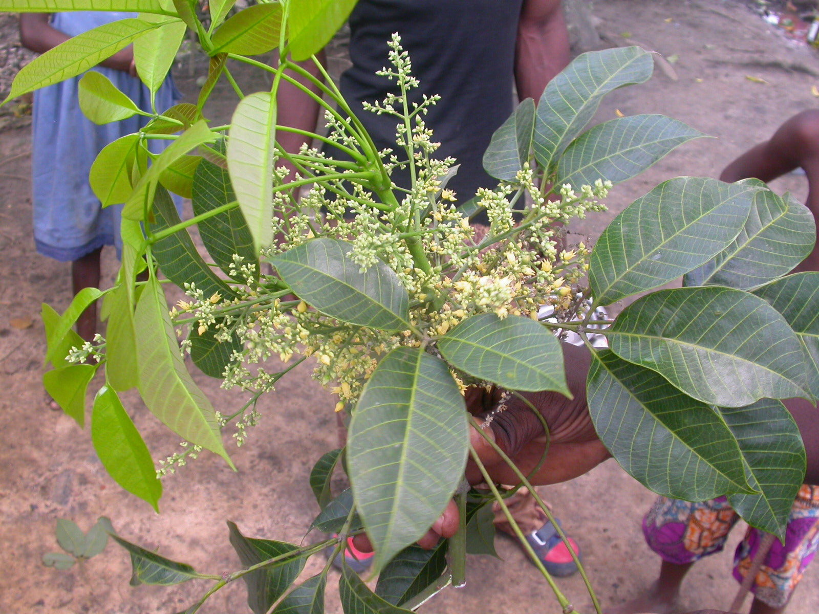 Tropical hevea brasiliensis blume samen