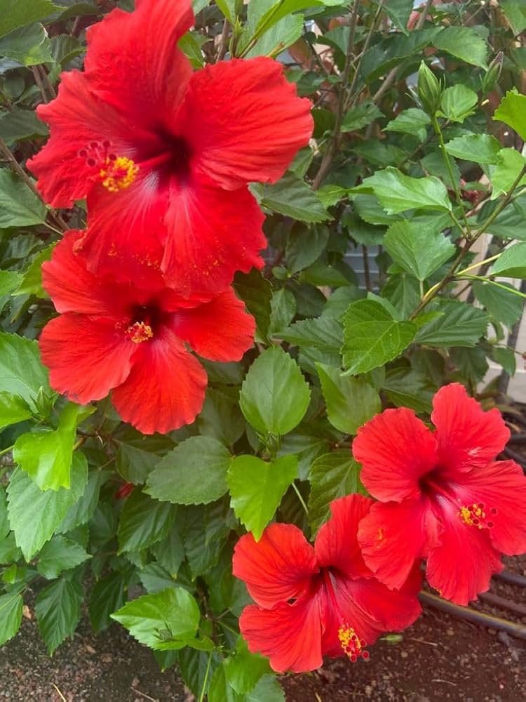 Close-up of a tropical hibiscus blume showing vibrant petals and lush grün leaves.
