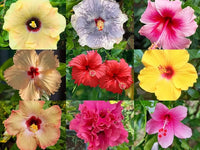 Tropical hibiscus blumen in lush garten