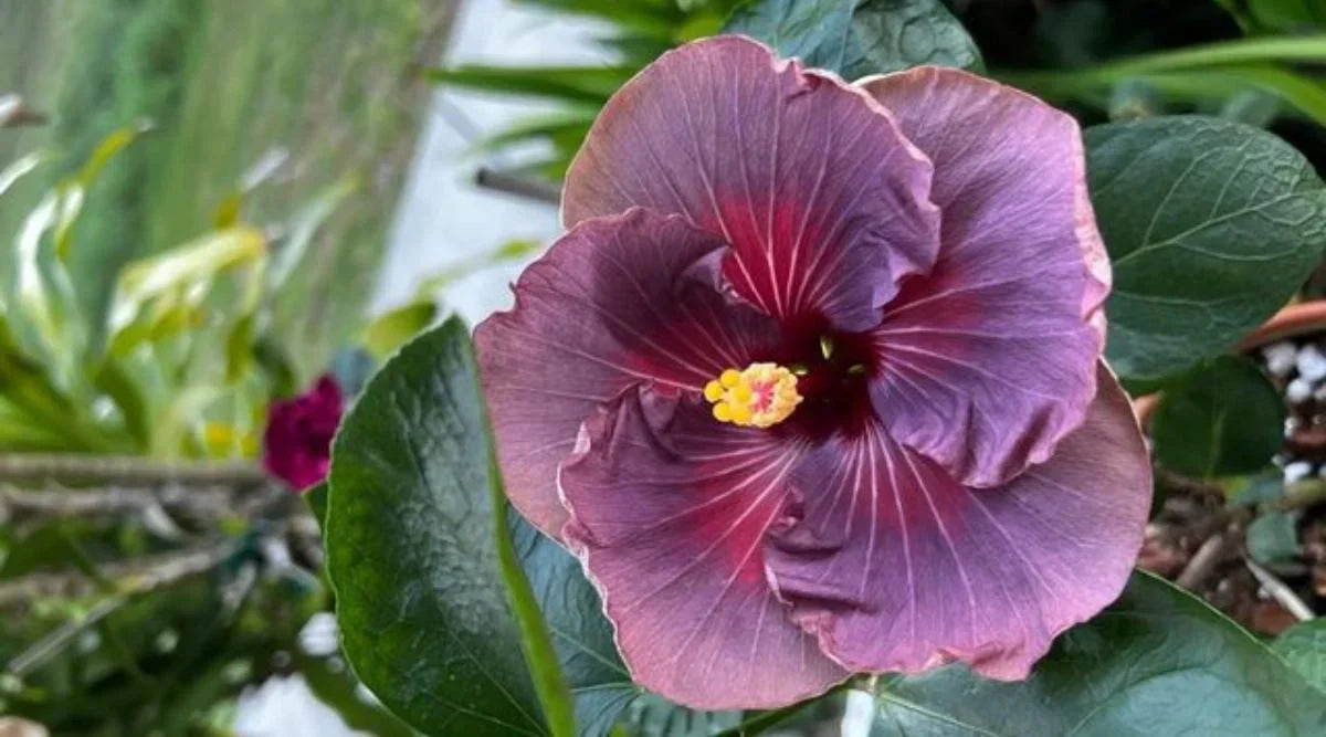 Tropical dark gray hibiscus pflanze