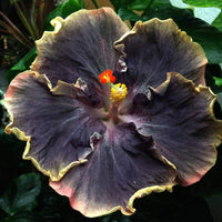 Tropical dark lila hibiscus pflanzen in garten