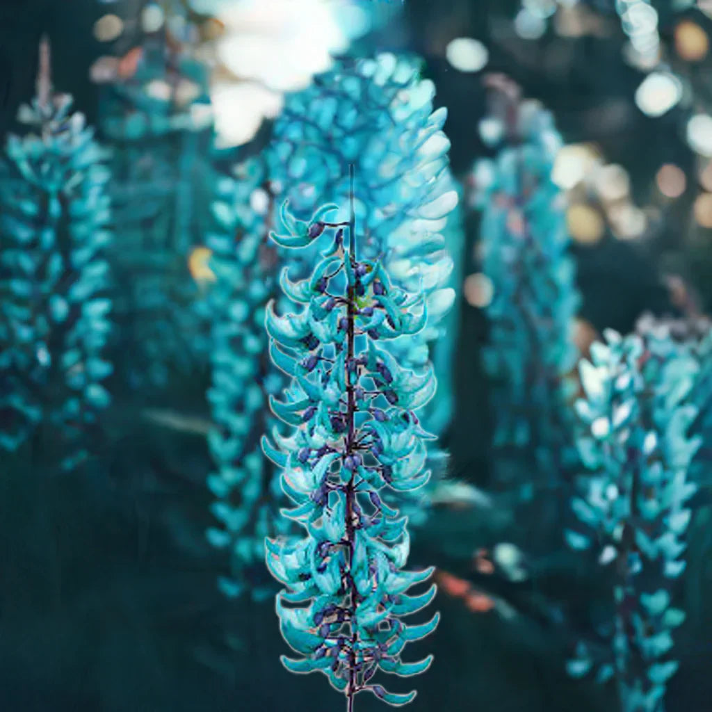 Tropical jade vine sky blau blooms on trellis
