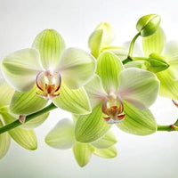 Tropical garten with light grün orchids