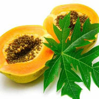 Tropische papaya tree growing from yellow papaya seeds