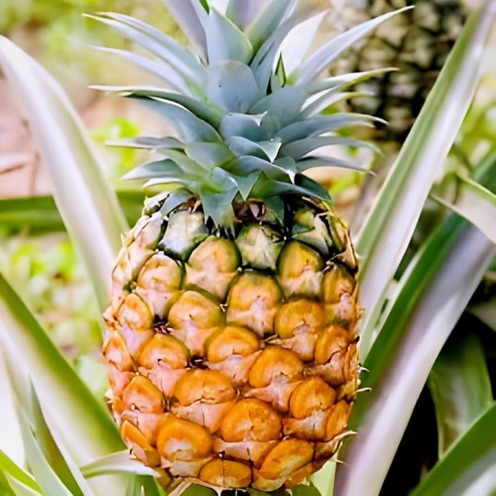 Pineapple plant tropical foliage close-up