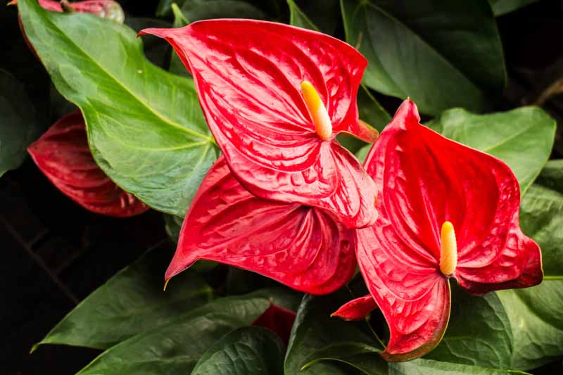 Tropical rot anthurium pflanzen with glossy grün leaves