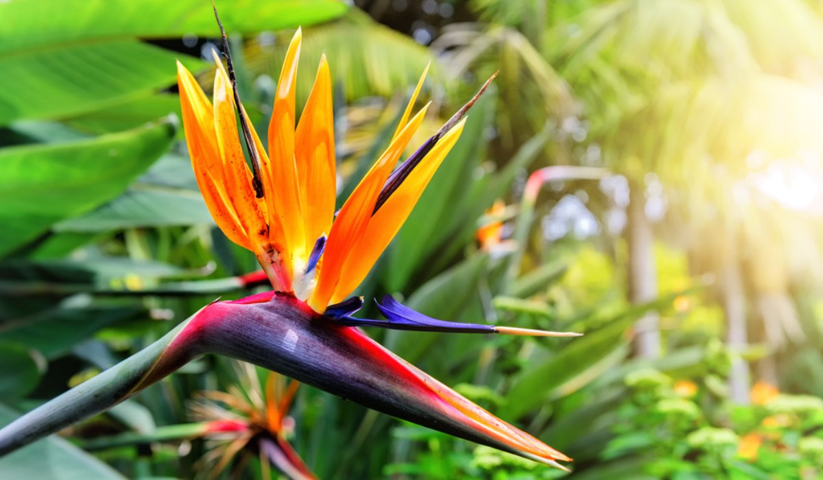 Tropical strelitzia bird of paradise blume