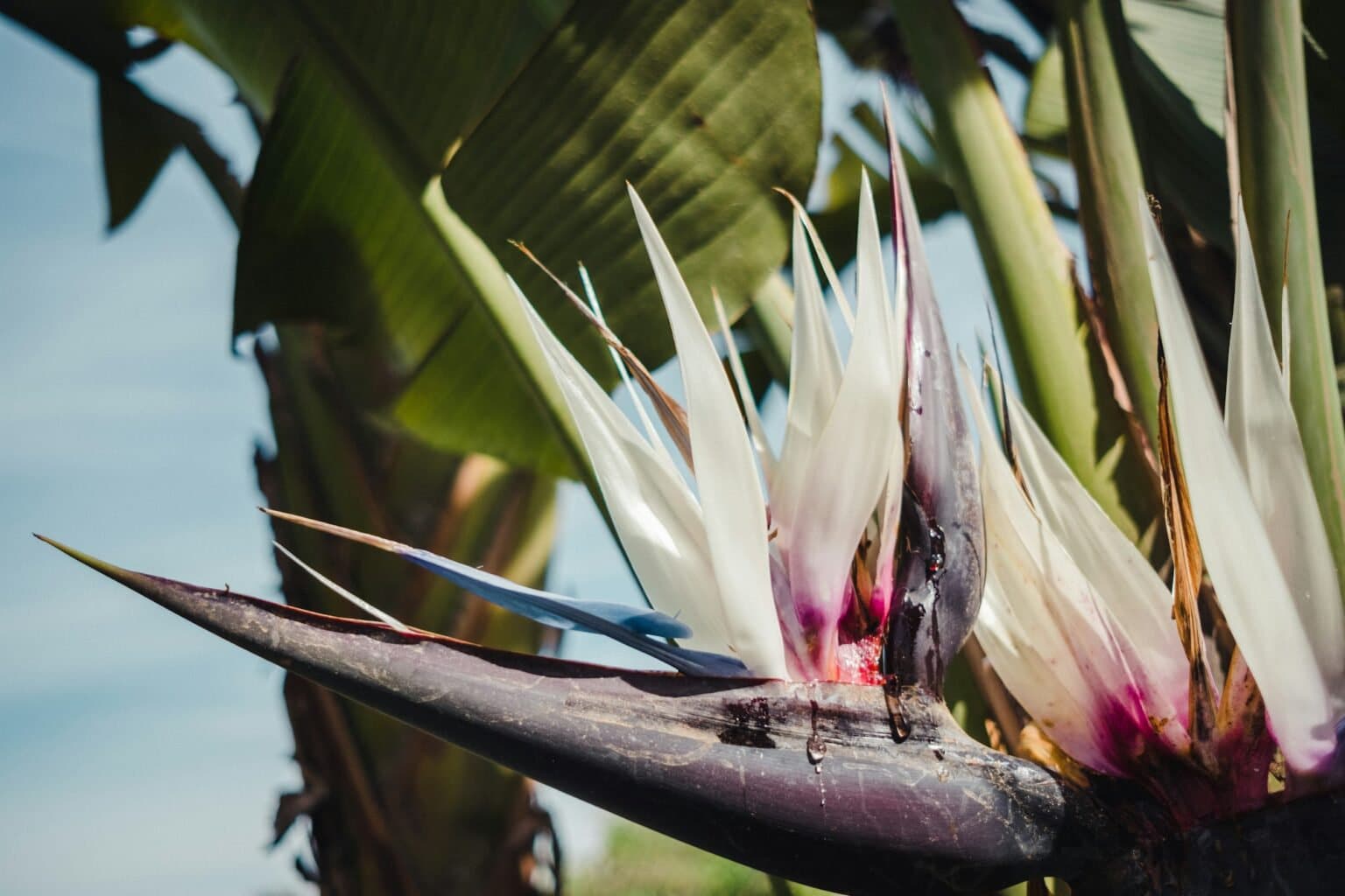 Tropical strelitzia blumen cream violet
