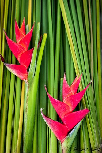 Tropical rot strelitzia pflanze with exotic blooms