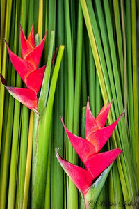 Tropical rot strelitzia pflanze with exotic blooms