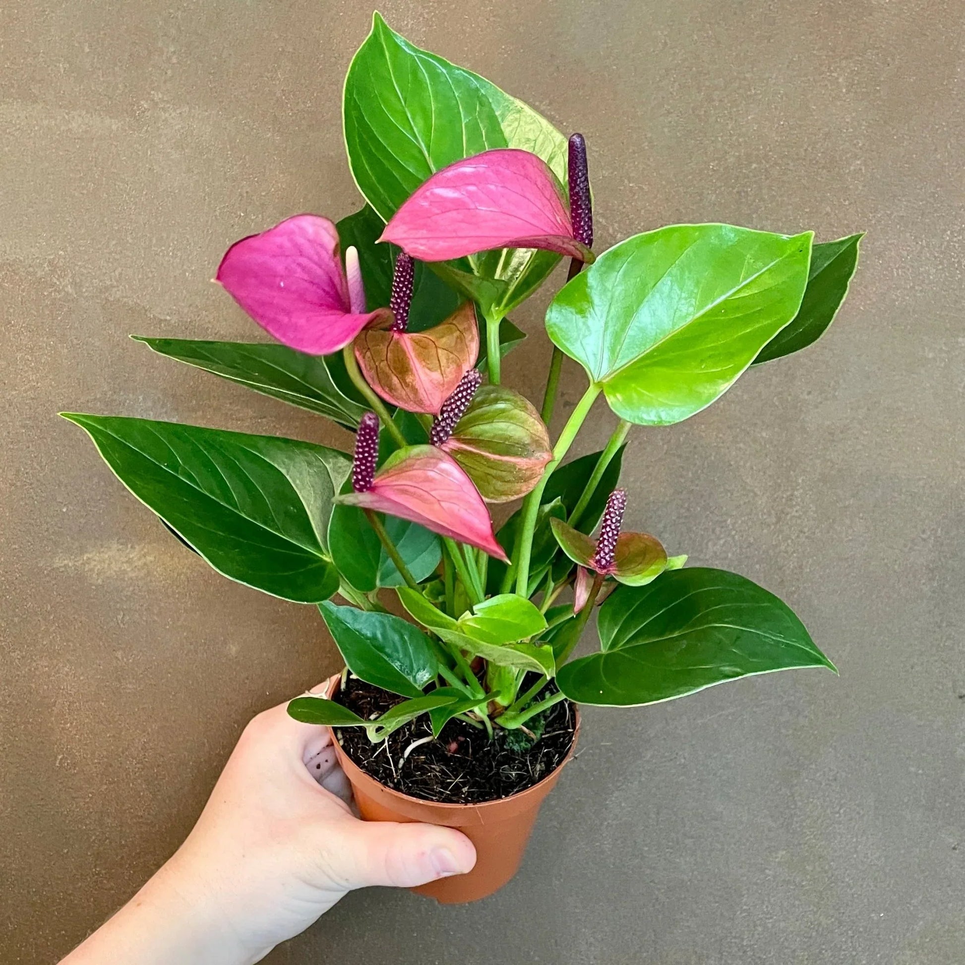 Tropical violet anthurium blume samen for töpfen and greenhouses