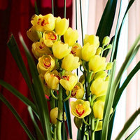 Tropical gelb orchid blume in bloom