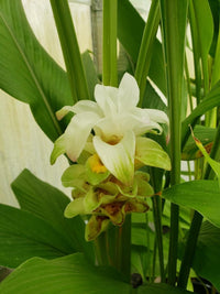 Tropical turmeric blume blooms
