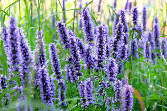 True Blue Hyssop Samen Hyssopus officinalis Blue Violet Blume Pflanze