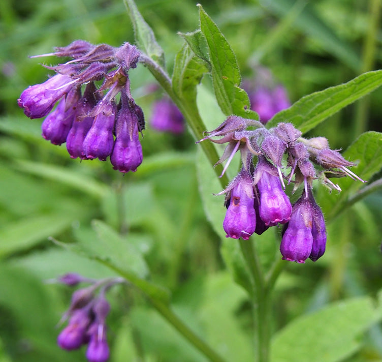 True Comfrey Anbau in Garten with Vibrant Purple Blumen