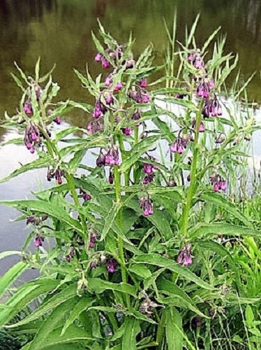 True Comfrey Samen Symphytum officinale Purple Blumen
