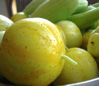 Small gelbe cucumbers gezogen aus true lemon samen