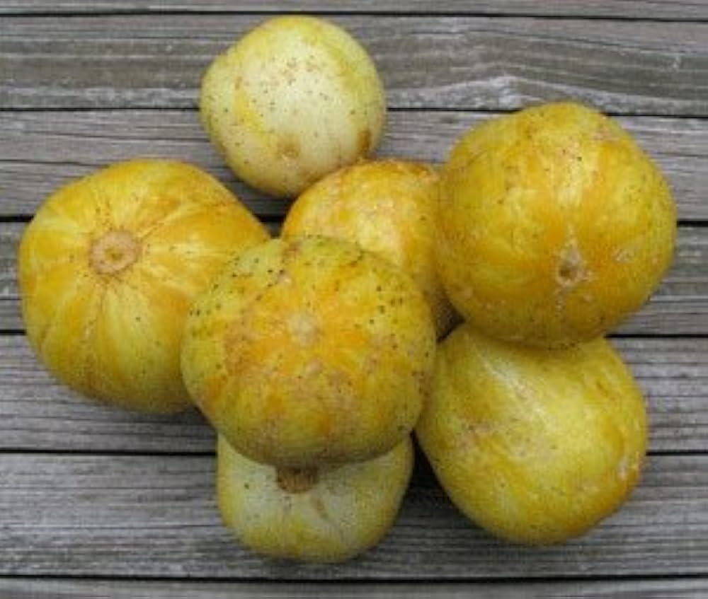 True lemon cucumber samen non-gmo für zesty refreshing garten cucumbers