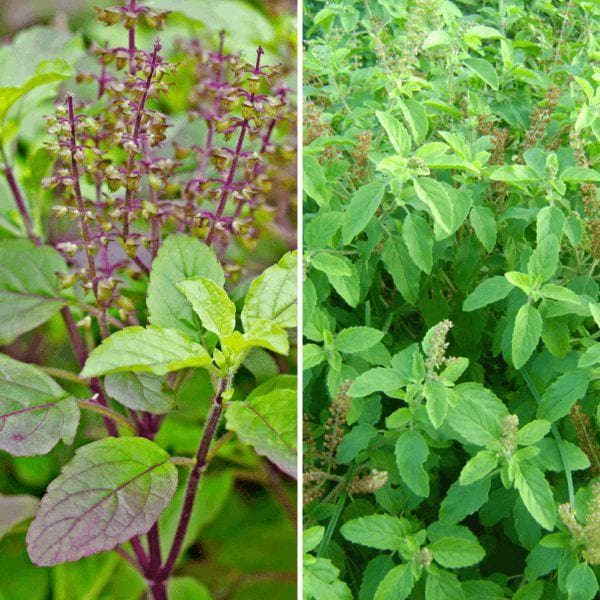 Tulasi Pflanze Thriving in Garten Soil