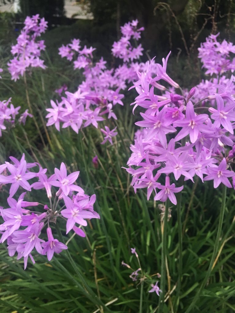 Close-up of tulbaghia violacea blumen