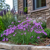 Tulbaghia violacea blumen in garten bed