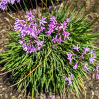 Fragrant tulbaghia violacea blume samen for anpflanzung