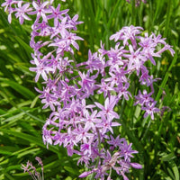 Tulbaghia Blumensamen zur Aussaat – leuchtend Blüten – Traditionssorte & ohne Gentechnik Samen Hausgarten