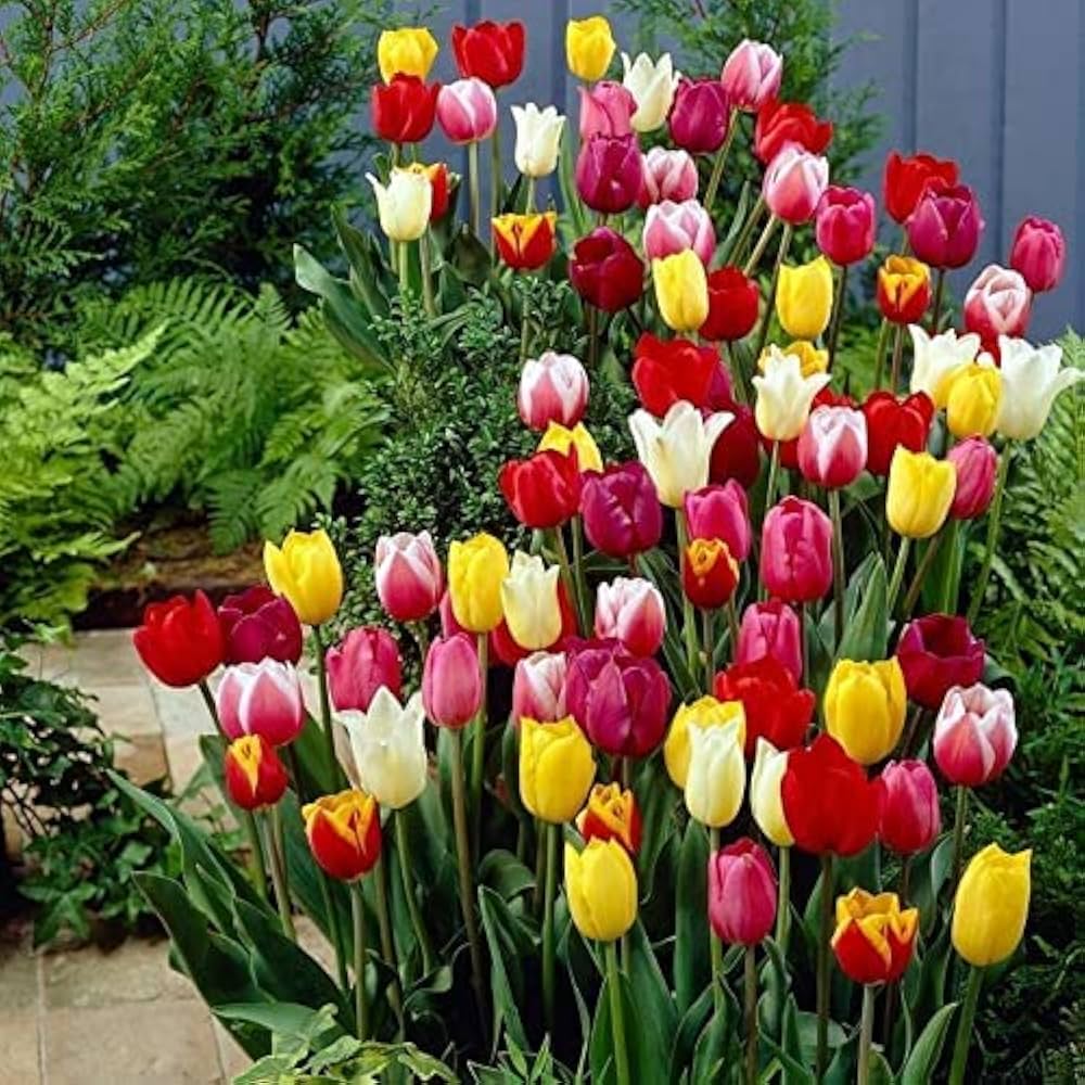 Tulip aroma blooms – fragrant spring tulip blumen