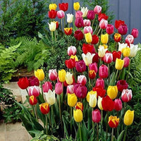 Tulip aroma blooms – fragrant spring tulip blumen